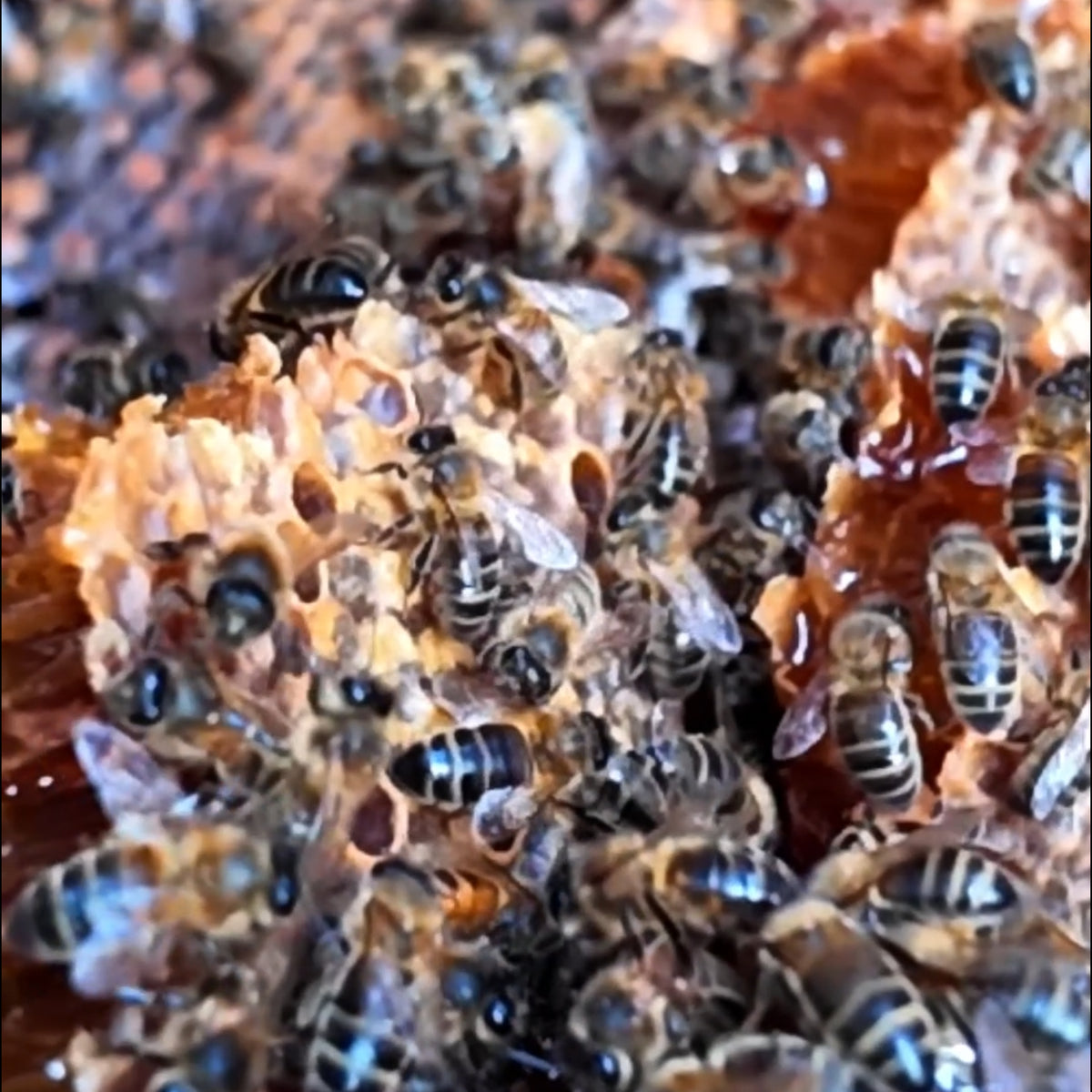 Honey Rum Alcohol Beekeepers Newcastle