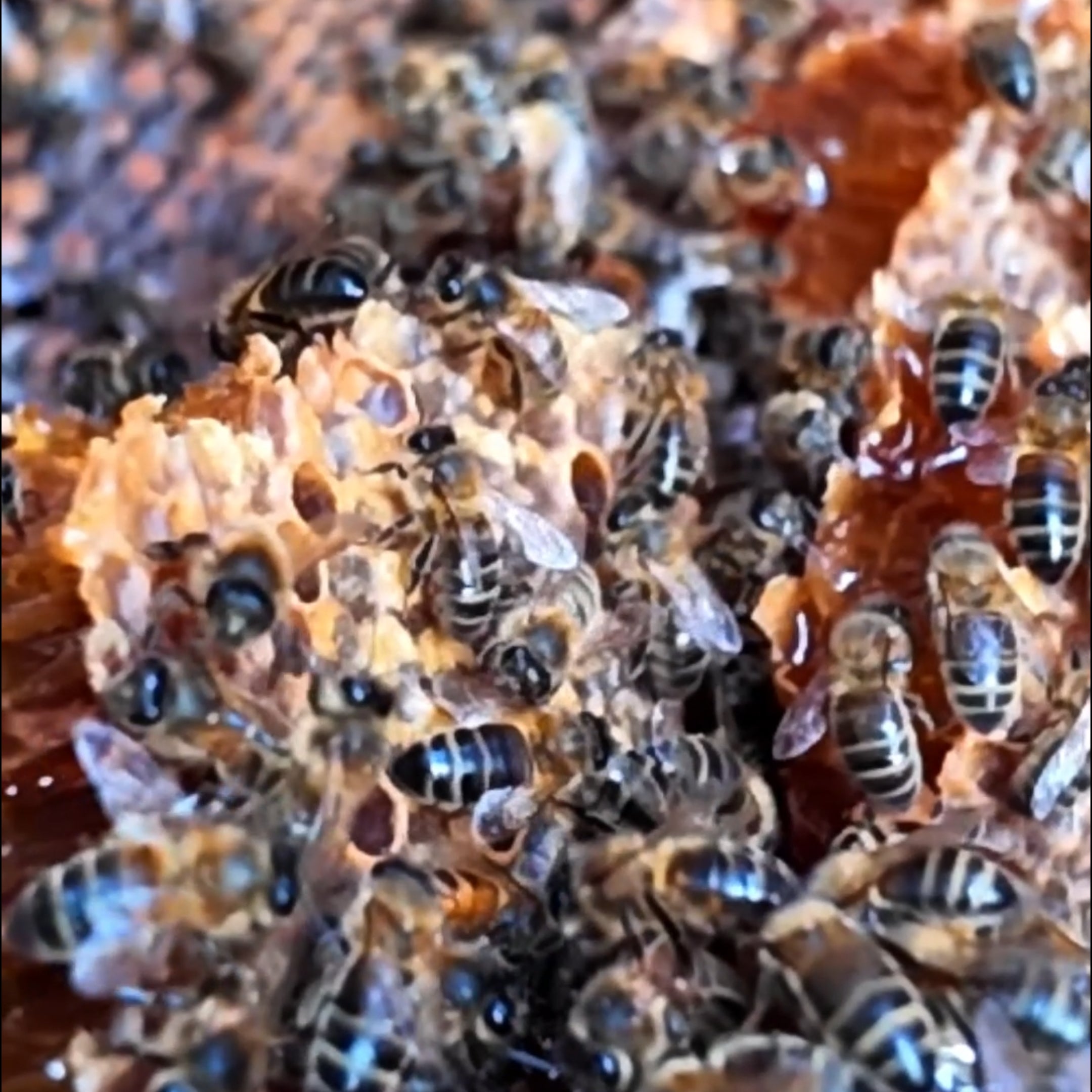 Honey Rum Alcohol Beekeepers Newcastle